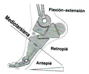 Fußanatomie